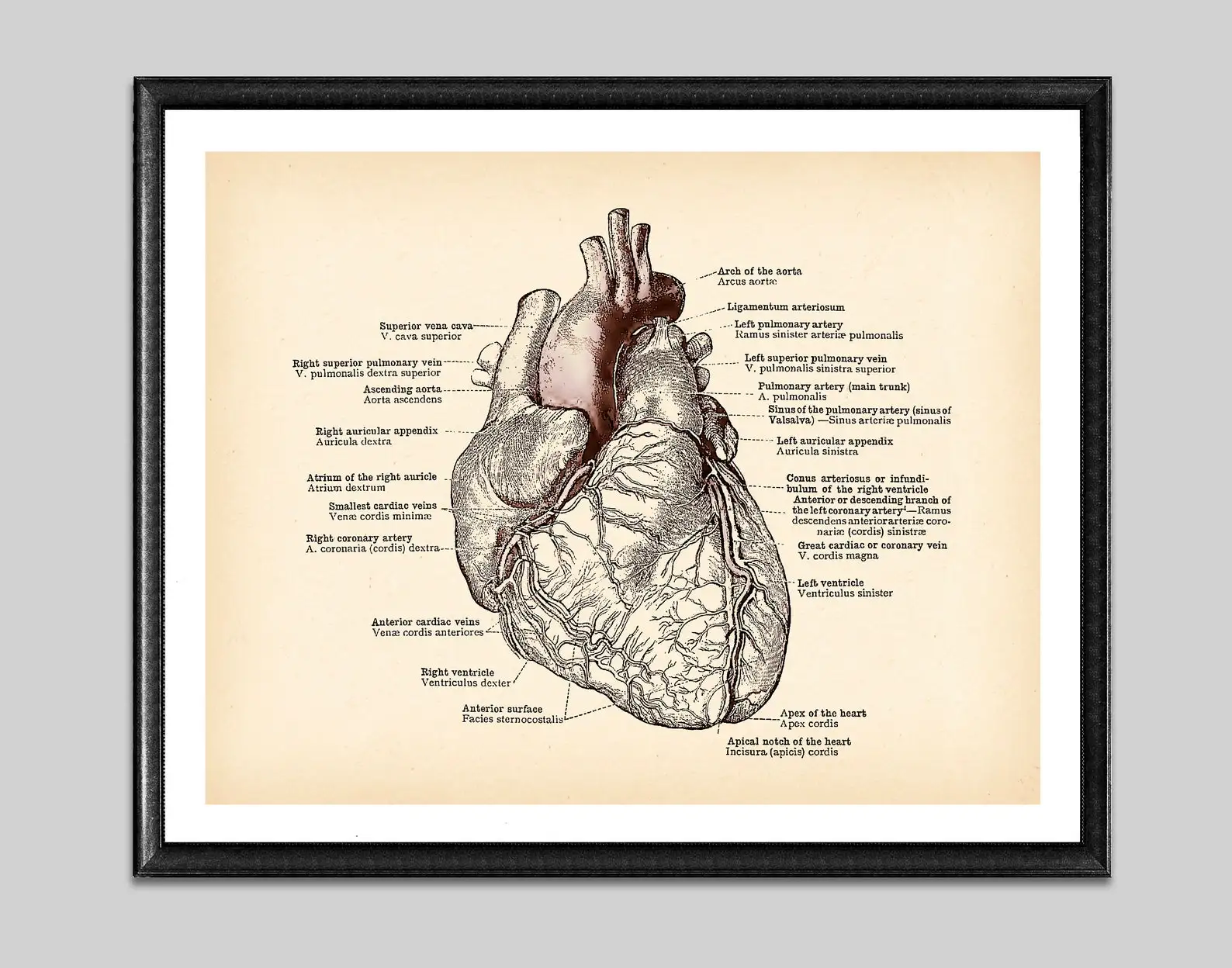 Ludzkie Anatomiczne Serce Vintage Plakat Medyczny Antyczne Anatomiczny Print Prezent Kardiologa Wystrój Dla Doktora Klinika Uchwyt Sztuka Płótnie Painti