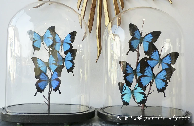 Papilio Ulysses motyl i robak wzór dekoracji ramki na zdjęcia domowe rzemiosło biżuteria pamiątka prezent ramka